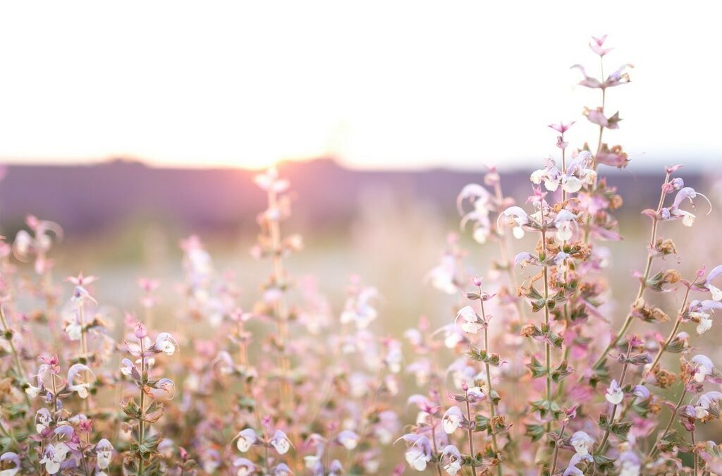 Mariage sur 3 jours en Provence