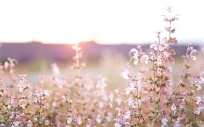 Mariage sur 3 jours en Provence