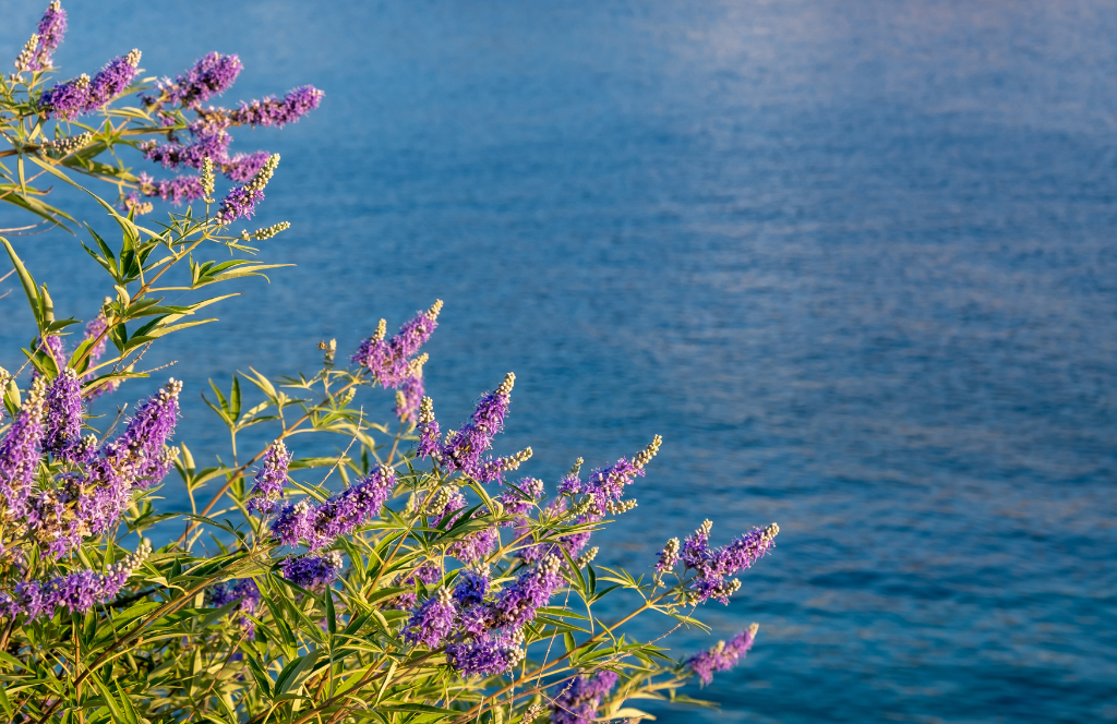provence destination wedding